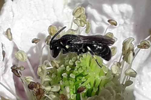 Hylaeus sp.
